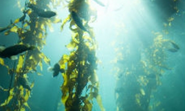 The Benefits of Kelp in Weight Loss